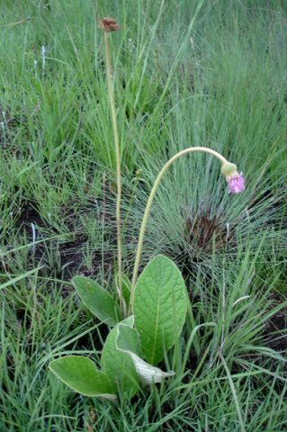 Gerbera ambigua